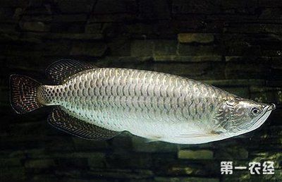 星點龍魚和銀龍哪個好（星點龍魚與銀龍魚各有優缺點） 星點龍魚和銀龍哪個好（星點龍魚與銀龍魚各有優缺點） 龍魚百科 第2張