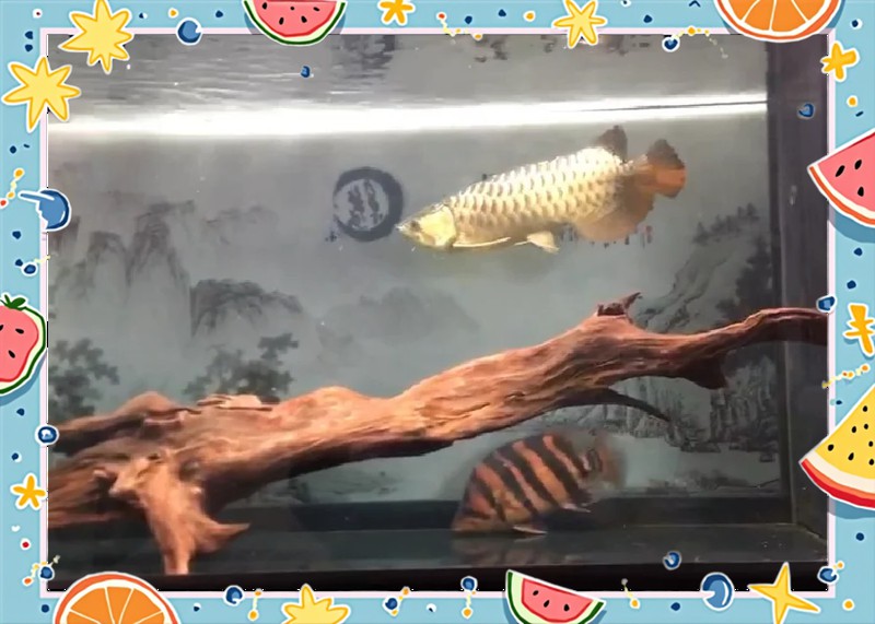 沉木如何“三煮三泡” 沉木如何“三煮三泡” 龍魚百科 第9張