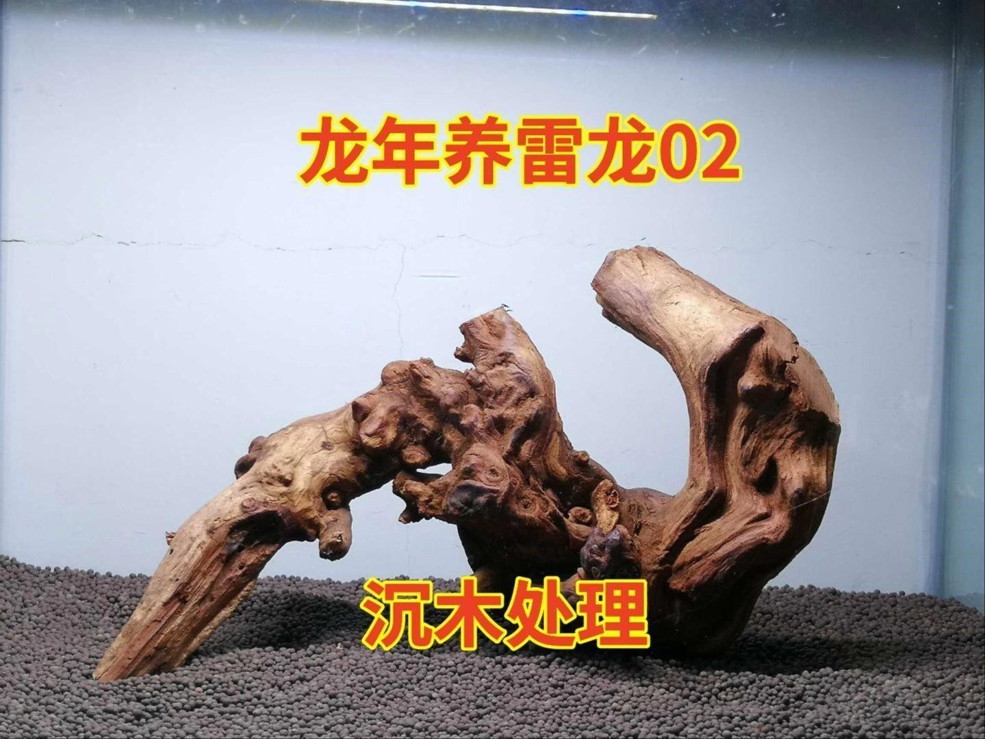 沉木如何“三煮三泡” 沉木如何“三煮三泡” 龍魚百科 第2張