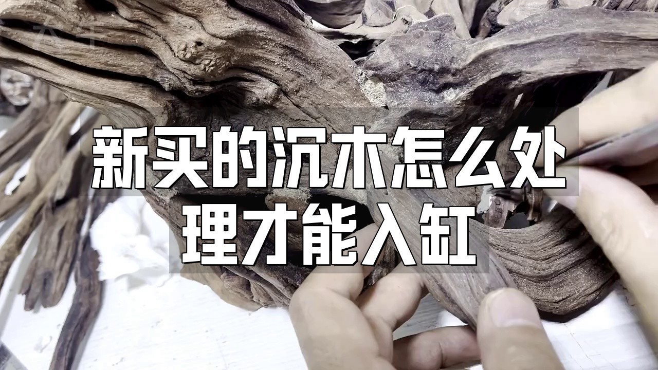 沉木如何“三煮三泡” 沉木如何“三煮三泡” 龍魚百科 第3張