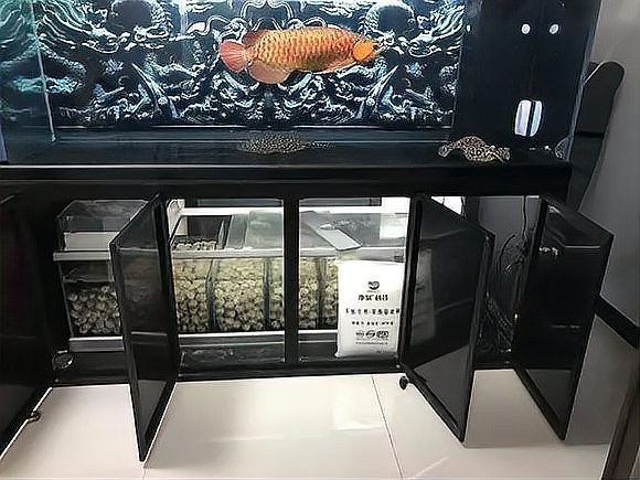 龍魚缸濾材多久清洗一次合適