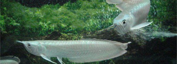 銀龍魚代表什么寓意（銀龍魚與龍龜混養，寓意長命百歲、壽比<strong><mark>南山</mark></strong>）