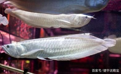 銀龍魚代表什么寓意（銀龍魚與龍龜混養，寓意長命百歲、壽比南山）