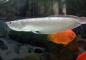 銀龍魚代表什么寓意（銀龍魚與龍龜混養，寓意長命百歲、壽比南山）