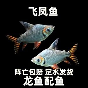 短身龍魚（如何鑒別純種短身龍魚，短身龍魚飼養(yǎng)常見誤區(qū)）