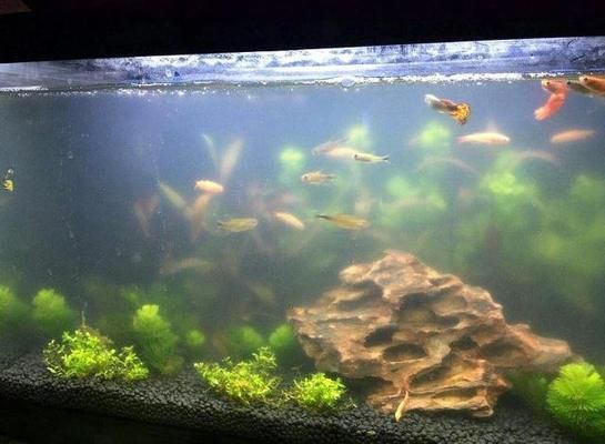 魚缸水不清澈,總感覺發混，uv紫外線殺菌燈魚缸水草養護技巧有哪些