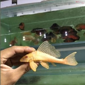 女王大帆魚苗性別鑒別方法，