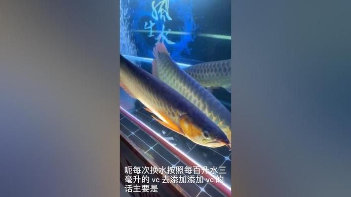 龍魚(yú)的藥可以給其他魚(yú)用嗎視頻播放:龍魚(yú)藥水對(duì)其他魚(yú)類是否有效 龍魚(yú)百科 第2張 龍魚(yú)的藥可以給其他魚(yú)用嗎視頻播放:龍魚(yú)藥水對(duì)其他魚(yú)類是否有效 龍魚(yú)的藥可以給其他魚(yú)用嗎視頻播放:龍魚(yú)藥水對(duì)其他魚(yú)類是否有效 龍魚(yú)百科 第2張