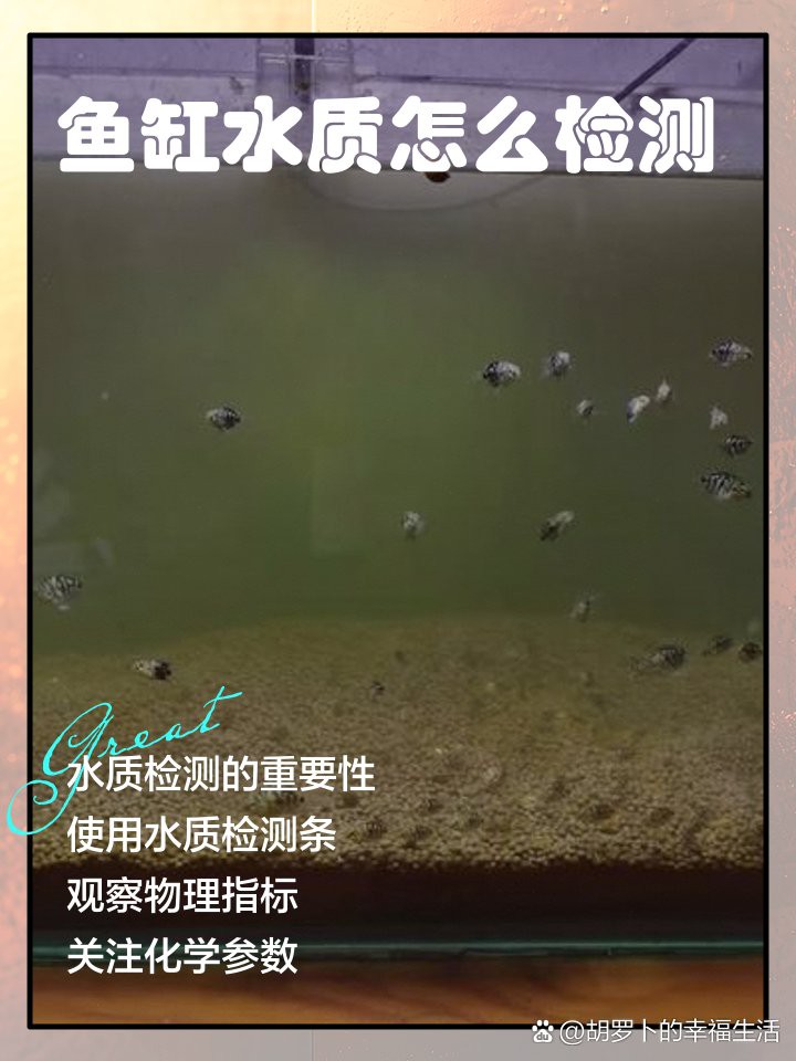 如何檢測龜增色龍魚的水質(zhì)參數(shù)？