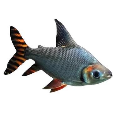 銀龍魚(yú)混養(yǎng)最佳搭配圖解大全