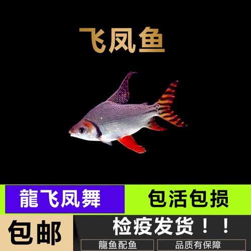 銀龍魚(yú)混養(yǎng)最佳搭配圖解大全