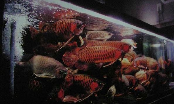 銀龍魚(yú)混養(yǎng)最佳搭配圖解大全