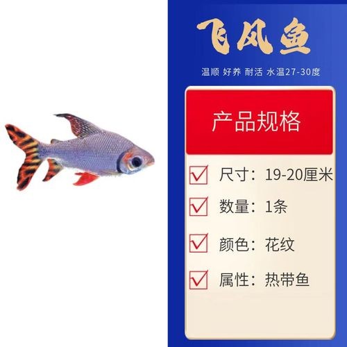 銀龍魚(yú)混養(yǎng)最佳搭配圖解大全