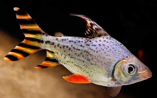 銀龍魚(yú)混養(yǎng)最佳搭配圖解大全