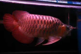 金龍魚用黑缸養好還是藍缸養好呢（金龍魚養在黑缸好還是藍缸好）