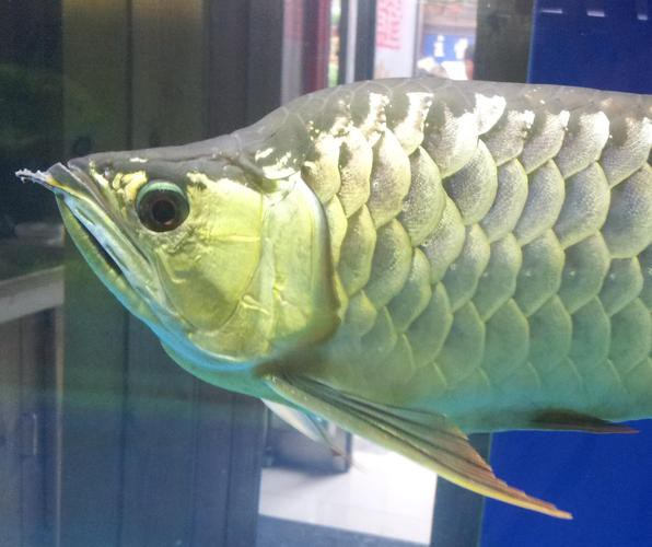 福龍魚的市場需求如何？ 福龍魚的市場需求如何？ 龍魚百科 第4張