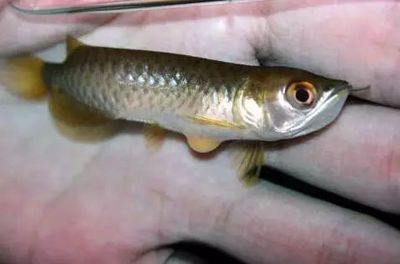 龍魚怎么快速生長出來:如何促進龍魚的快速生長 龍魚百科 第4張 龍魚怎么快速生長出來:如何促進龍魚的快速生長 龍魚怎么快速生長出來:如何促進龍魚的快速生長 龍魚百科 第4張