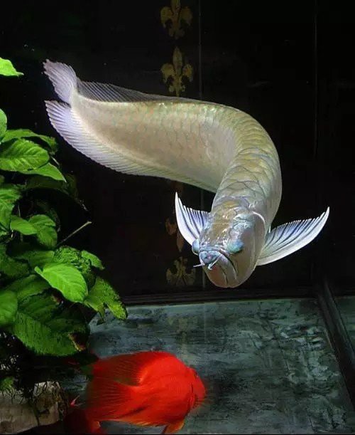 冬天龍魚水溫多少合適喂食物