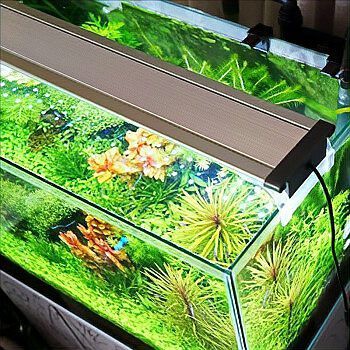 龍魚燈光需要24小時開啟嗎？