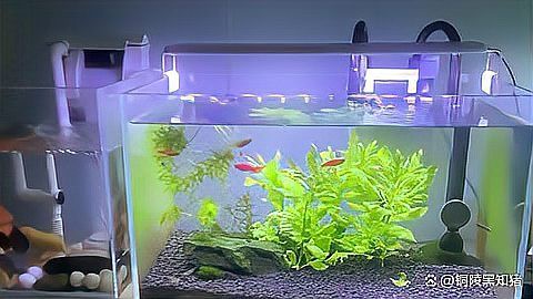 龍魚燈光需要24小時開啟嗎？