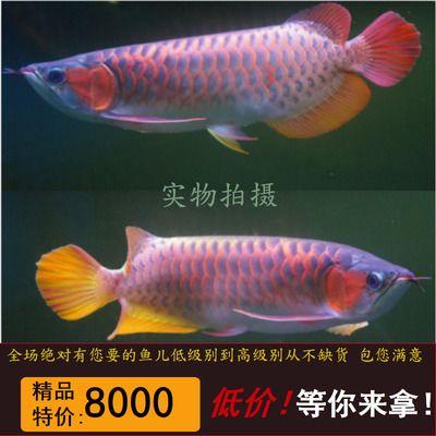 紅龍魚的飼養要點：紅龍魚的品質主要體現在其外觀和血統上是一些關鍵因素 紅龍魚的飼養要點：紅龍魚的品質主要體現在其外觀和血統上是一些關鍵因素 龍魚百科 第2張