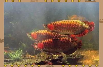 血紅龍和金龍魚哪個貴一點呢