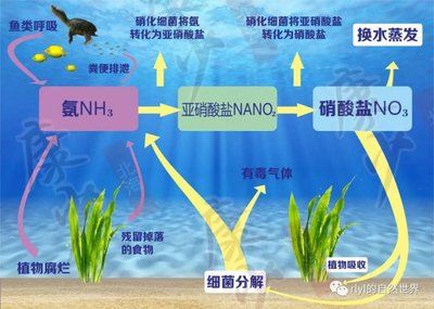 龍魚的壽命多久：如何延長龍魚的壽命？