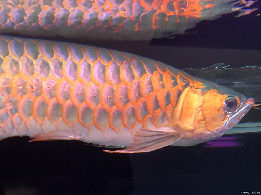 龍魚各個階段圖片 龍魚百科 第15張 龍魚各個階段圖片 龍魚各個階段圖片 龍魚百科 第15張