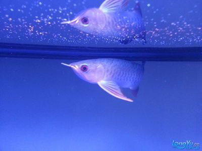 金龍魚的發色是有“法”可依的，千萬不要做錯了！：金龍魚吃什么發色好金龍魚怎么養發色最快