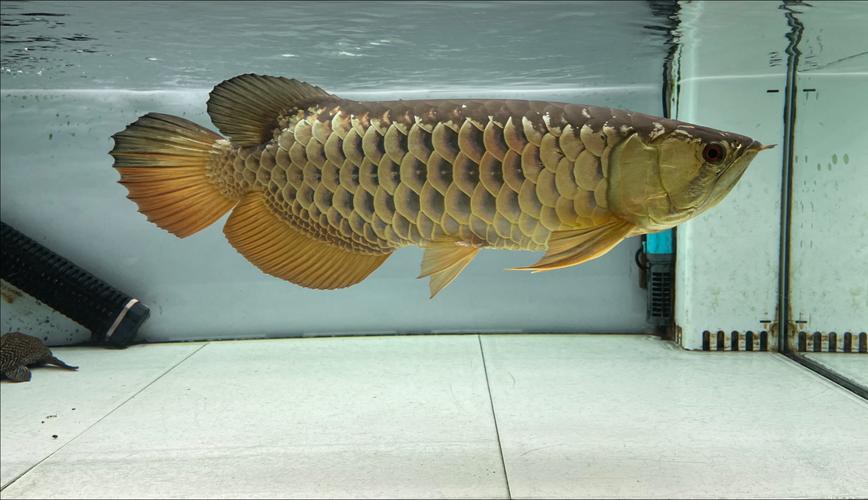 金龍魚的嘴巴的舌頭