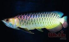 金龍魚的嘴巴的舌頭