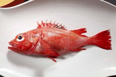 紅龍魚不愛吃食什么原因（紅龍魚不吃東西是什么原因，怎么處理）