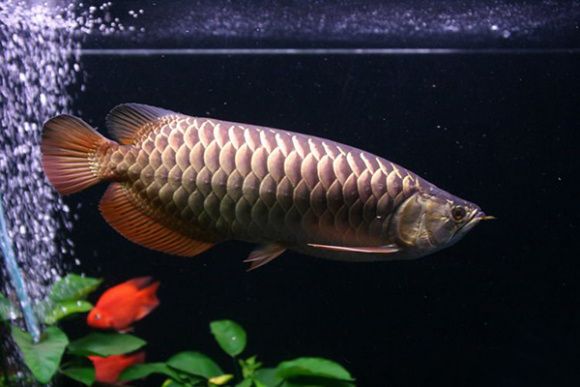 南美鰭龍魚(yú)能長(zhǎng)多大：世界上最大的鰕虎魚(yú)之一南美鰭龍魚(yú)能長(zhǎng)多大