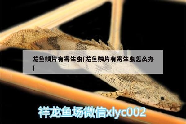 龍魚鱗片有寄生蟲：關于龍魚鱗片寄生蟲的一些詳細信息