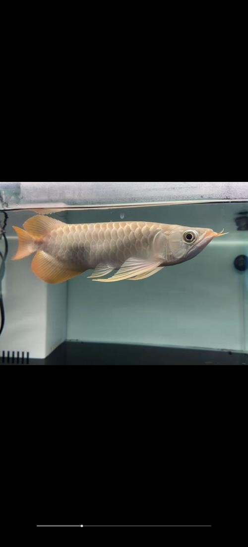 龍魚魚缸溫度要求