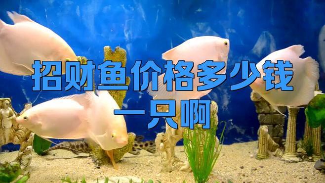 招財龍魚的市場價格走勢如何？ 招財龍魚的市場價格走勢如何？ 龍魚百科 第1張