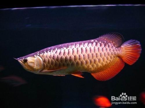 金龍魚飼養技術與管理：金龍魚飼養技術與管理方法