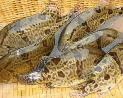 廣州紅龍魚(yú)批發(fā)市場(chǎng)地址在哪里：廣州紅龍魚(yú)批發(fā)市場(chǎng) 廣州紅龍魚(yú)批發(fā)市場(chǎng)地址在哪里：廣州紅龍魚(yú)批發(fā)市場(chǎng) 龍魚(yú)百科 第2張