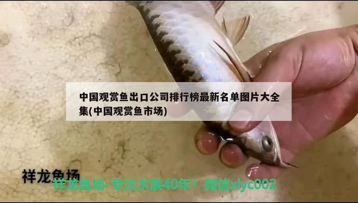 龍魚魚場排名：全球排名前十位的龍魚漁場排名前十位的龍魚漁場排名 龍魚魚場排名：全球排名前十位的龍魚漁場排名前十位的龍魚漁場排名 龍魚百科 第4張