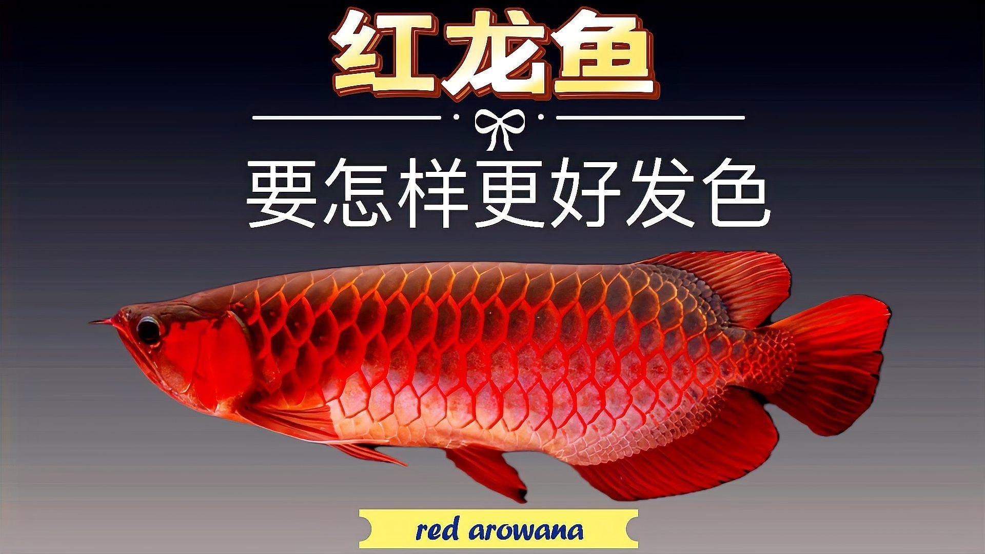 橙紅龍魚發色期間需要多久換一次水？