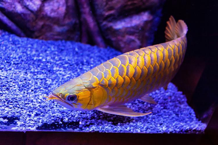 如何判斷古典金龍魚是否純血統？