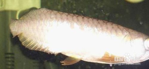 龍魚尾巴爛尾治療方法是什么：如何判斷龍魚是否健康