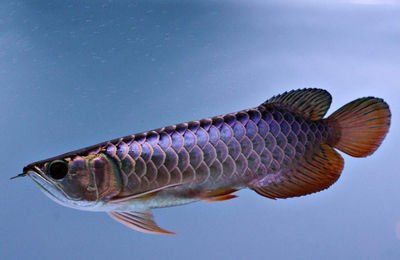 純白色金龍魚好養嗎（白金龍魚好養嗎）