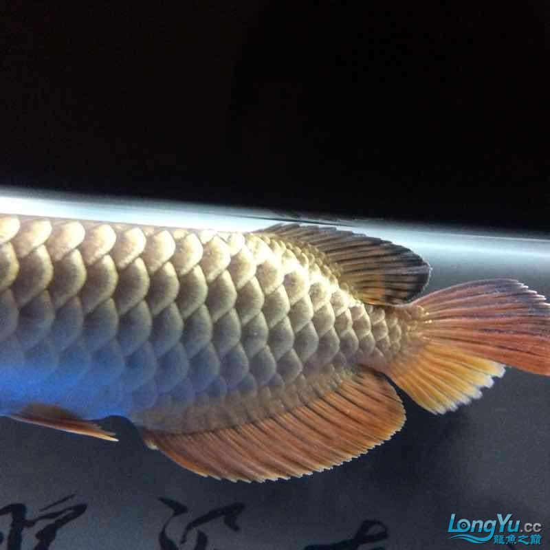 龍魚鰭尾增大的養護方法（如何增大龍魚的鰭尾）