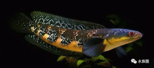 黑魔神雷龍魚的價格是多少？：二十公分的黑魔神雷龍魚價格是多少？