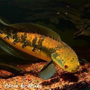 黑魔神雷龍魚的價格是多少？：二十公分的黑魔神雷龍魚價格是多少？