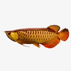 金龍魚的英文單詞：金龍魚在英文中的單詞是\"