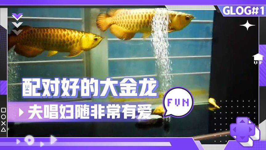 金龍魚的英文單詞：金龍魚在英文中的單詞是\"