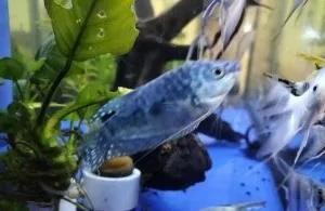 龍魚吃饅頭嗎
