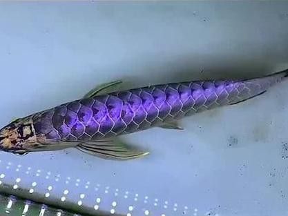 紫羅蘭金龍魚